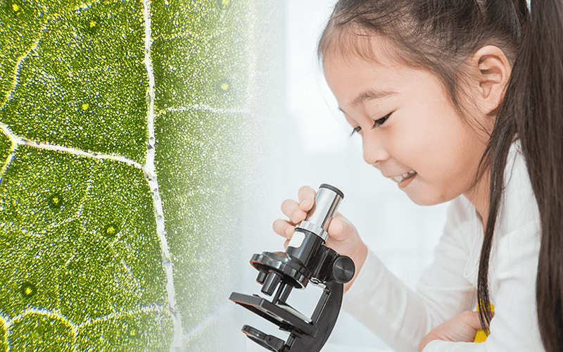 顕微鏡を使って葉脈の作りを実際に見てみる